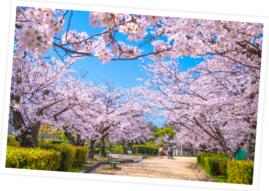桜公園